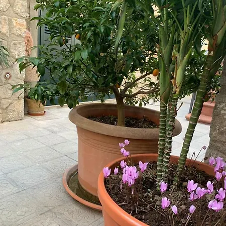 Hedera Capri أناكابْري