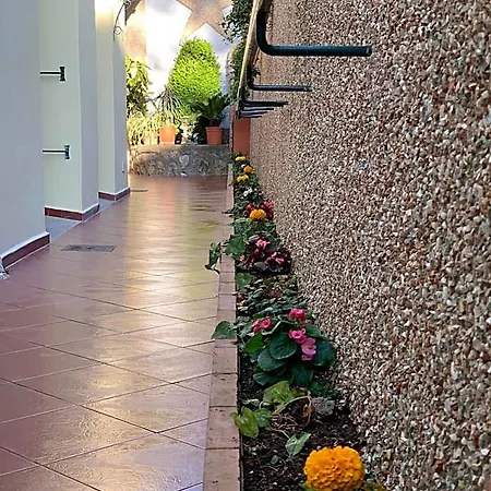 Hedera Capri