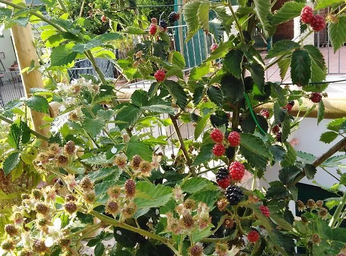 Hedera Capri