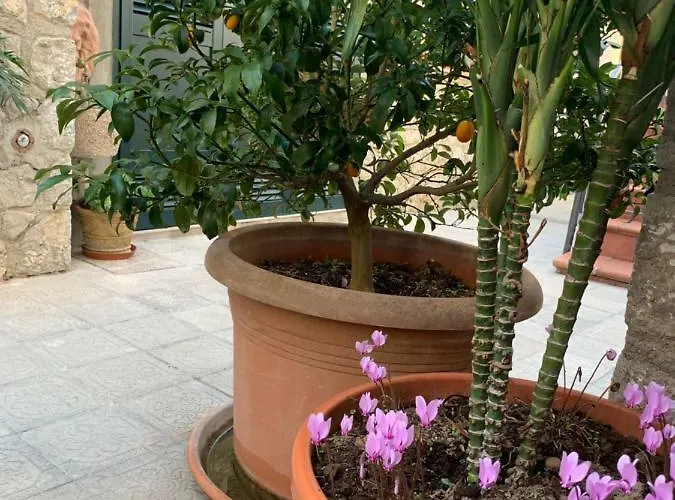 Hedera Capri Anacapri (Isola di Capri)